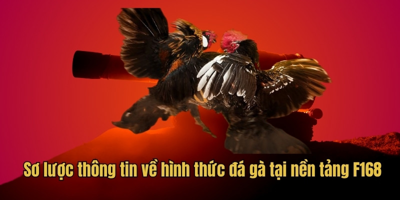 Sơ lược thông tin về hình thức đá gà tại nền tảng F168